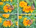 A collage of butterflies Royalty Free Stock Photo