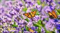 Collage with butterfly on blooming lavender flowers Royalty Free Stock Photo