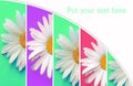 Collage of chamomile summer flowers. Large daisies on menthol, purple and pink background Royalty Free Stock Photo