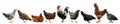 Collage with chickens and roosters on background. Banner design