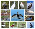 Collage Of Coastal And Wetland Birds Of Florida Royalty Free Stock Photo