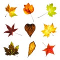 Collage of colorful autumn leaves