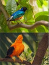 Collage of colorful blue and orange birds. Royalty Free Stock Photo