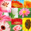 Collage of colorful mocro flower collection of different ten flowers. Royalty Free Stock Photo