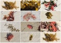Collage of colorful seaweed kelp washed up on Hutt's Beach Western Australia.