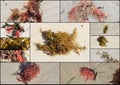 Collage of colorful seaweed kelp washed up on Hutt's Beach Western Australia.