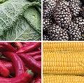 Collage of colorful vegeable plant food: red, green, yellow, b