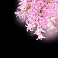 Collage of colors pink hyacinth Royalty Free Stock Photo