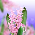 Collage of colors pink hyacinth Royalty Free Stock Photo