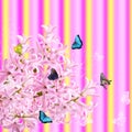 The collage of colors pink hyacinth and butterflies Royalty Free Stock Photo