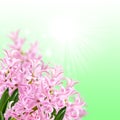 Collage of colors pink hyacinth Royalty Free Stock Photo