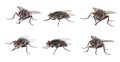 Collage with common black flies on white background