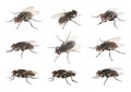 Collage with common black flies on white background