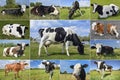 Collage of cows and cattles on the field Royalty Free Stock Photo