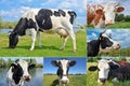 Collage of cows and cattles on the field Royalty Free Stock Photo