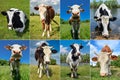 Collage of cows and cattles on the field Royalty Free Stock Photo