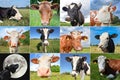 Collage of cows and cattles on the field Royalty Free Stock Photo