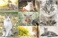 Collage of cute domestic European cats