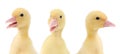 Collage with cute fluffy ducklings on white background. Baby animal Royalty Free Stock Photo