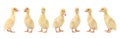 Collage with cute fluffy ducklings on white background. Baby animal Royalty Free Stock Photo