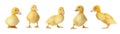 Collage with cute ducklings on white background, banner design. Farm animals Royalty Free Stock Photo