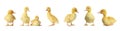 Collage with cute fluffy ducklings on white background, banner design. Farm animals Royalty Free Stock Photo