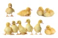 Collage with cute fluffy ducklings on white. Farm animals Royalty Free Stock Photo