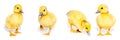 Collage of cute yellow ducklings isolated on a white background. Panorama of newborn baby ducks, can be used as banner. Royalty Free Stock Photo