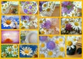 Collage daisy Royalty Free Stock Photo