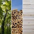 Collage of deforestation