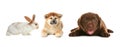 Collage with different adorable baby animals on background. Banner design Royalty Free Stock Photo