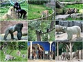 Collage of different animals Royalty Free Stock Photo