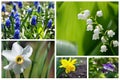 Collage of different beautiful spring flowers. Springtime greeting card with space for text. Royalty Free Stock Photo