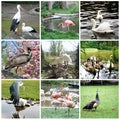 Collage of different birds