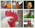 Collage of Different Chicks and Chickens