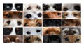 Collage of different dog eyes Royalty Free Stock Photo