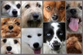 Collage of different dog faces