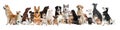 Collage with different dogs on background. Banner design