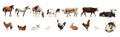 Collage of different farm animals on background. Banner design