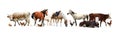 Collage of different farm animals on background. Banner design Royalty Free Stock Photo