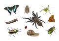 Collage of different insects on white background