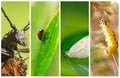 Collage of different kind of insects