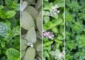 Collage of different kinds of herbs