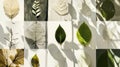A collage of different leafshaped shadows arranged in an asymmetrical composition. Royalty Free Stock Photo