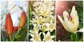 Collage with lilies, in drops after the rain. Selective focus Royalty Free Stock Photo