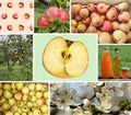 Collage of different Organic Apples and trees