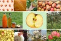 Collage of different Organic Apples and trees