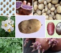 Collage of different Organic Potatoes and plants