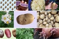 Collage of different Organic Potatoes and plants