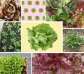 Collage of different Organic Salads and plants